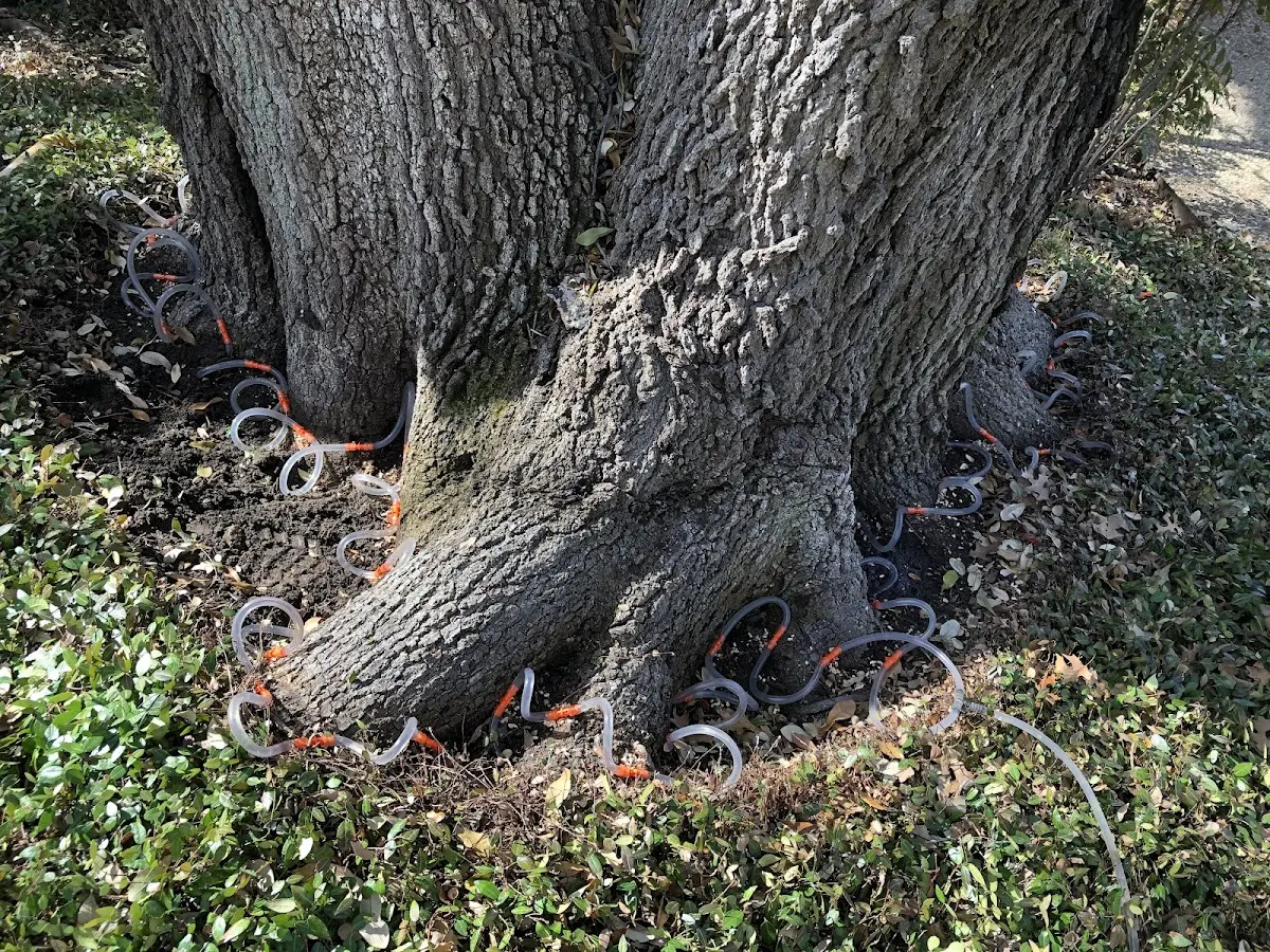 Detailed Tree Cabling and Bracing job site in Moon