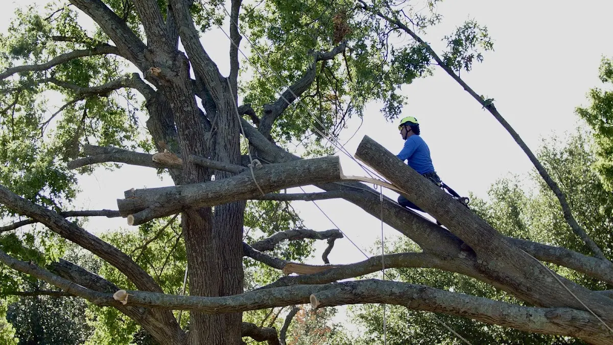 Professional Hazardous Tree Removal performed by certified arborists in Moon